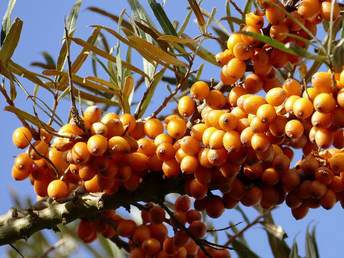 5 Fun Facts About the Sea Buckthorn Berry